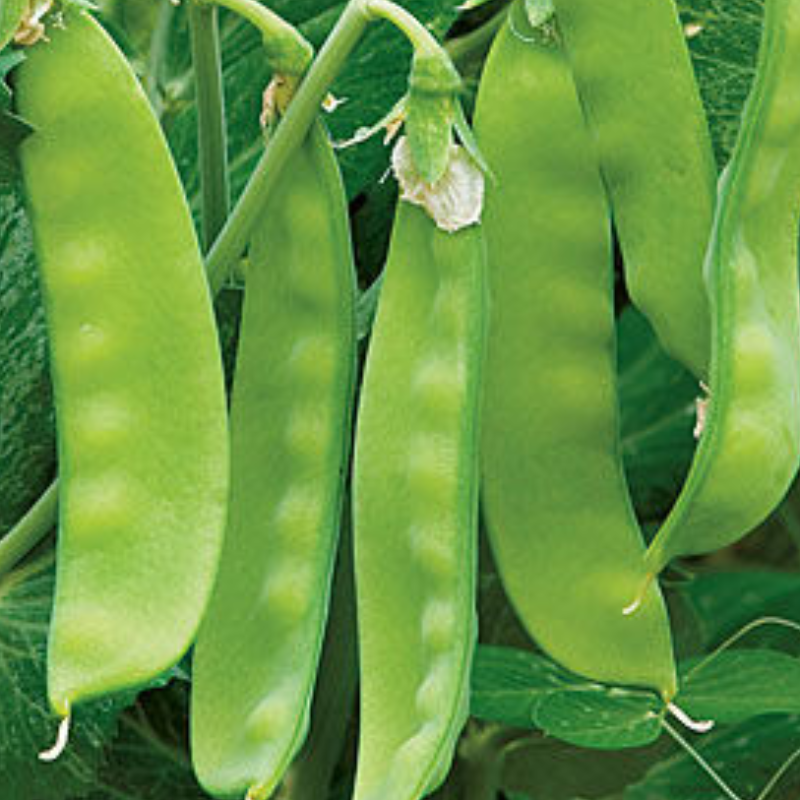 Peas, Oregon Sugar Pod Main Image